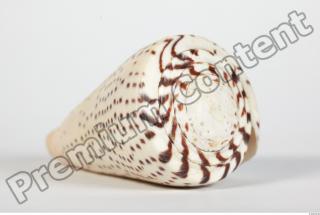 Seashell 0029